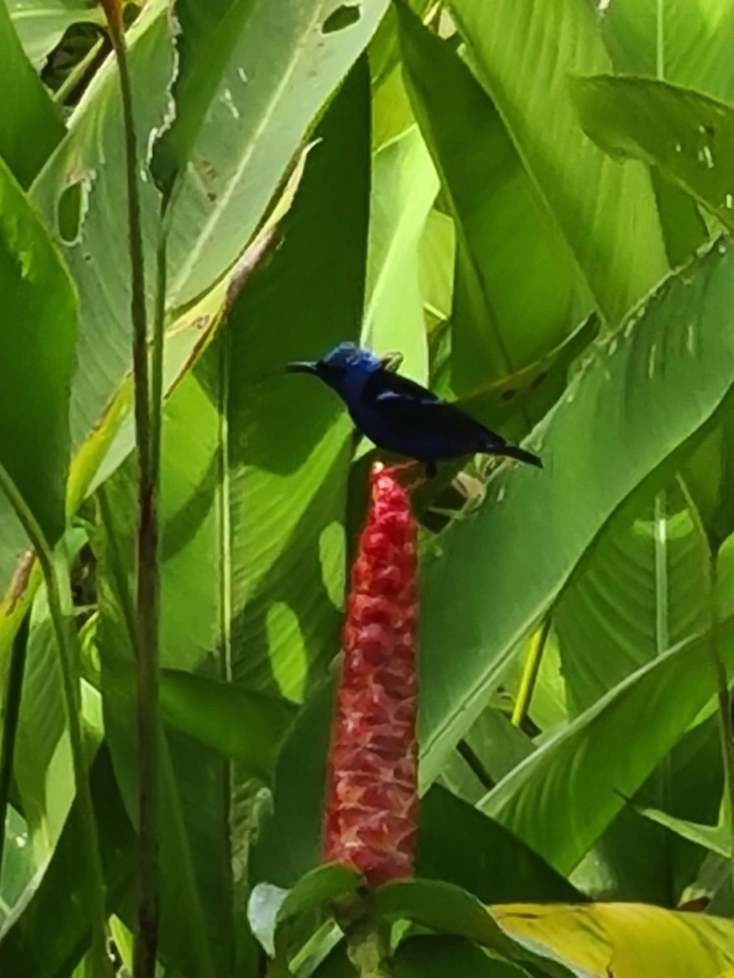 Gamboa Apartment Toucan Y Studio Neque 外观 照片
