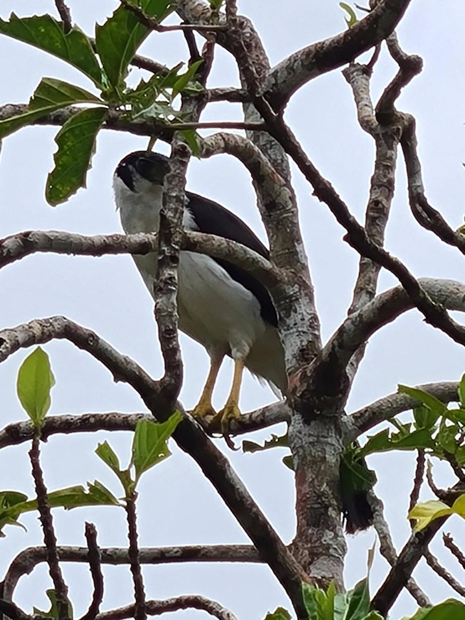 Gamboa Apartment Toucan Y Studio Neque 外观 照片