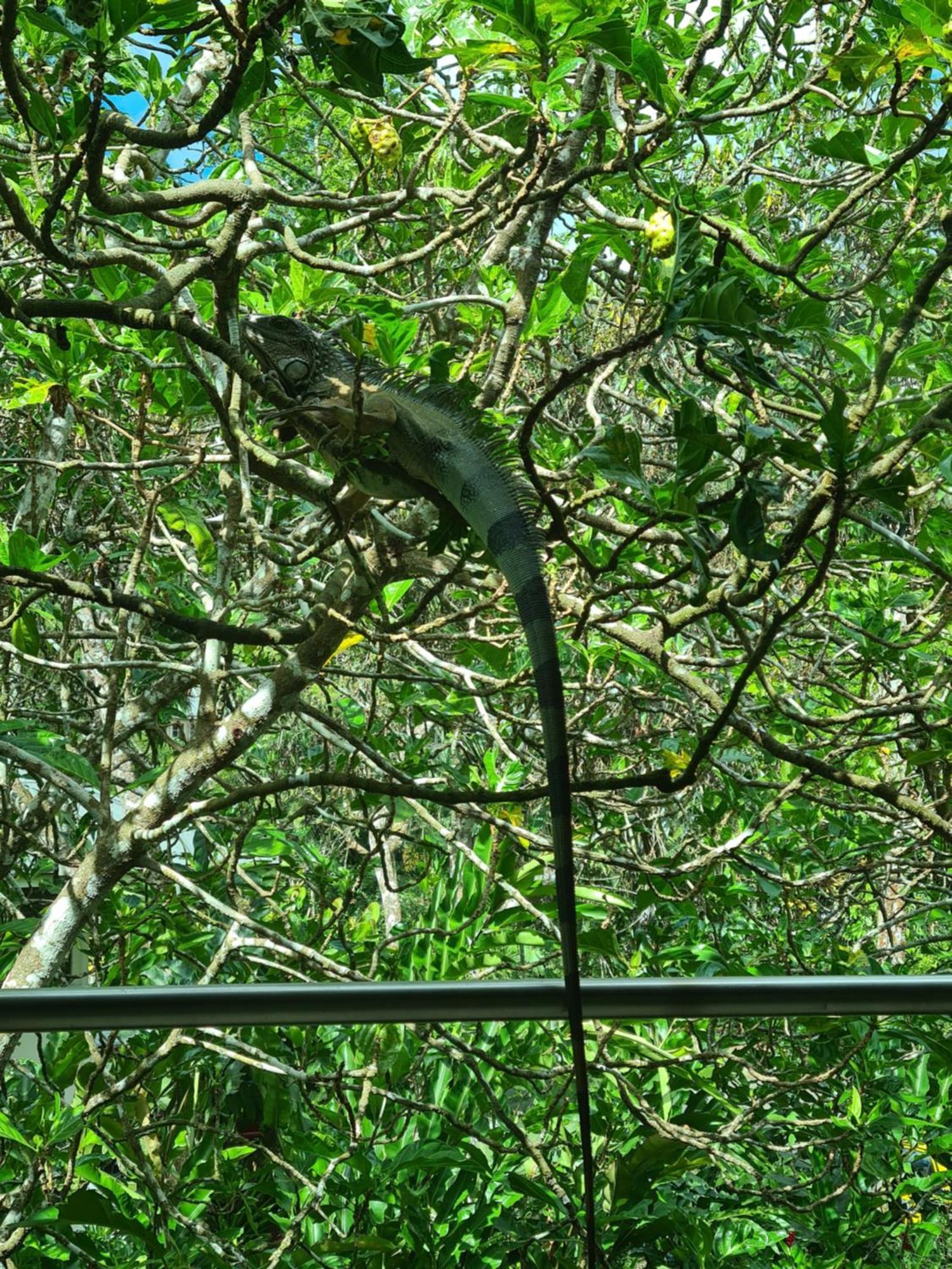 Gamboa Apartment Toucan Y Studio Neque 外观 照片